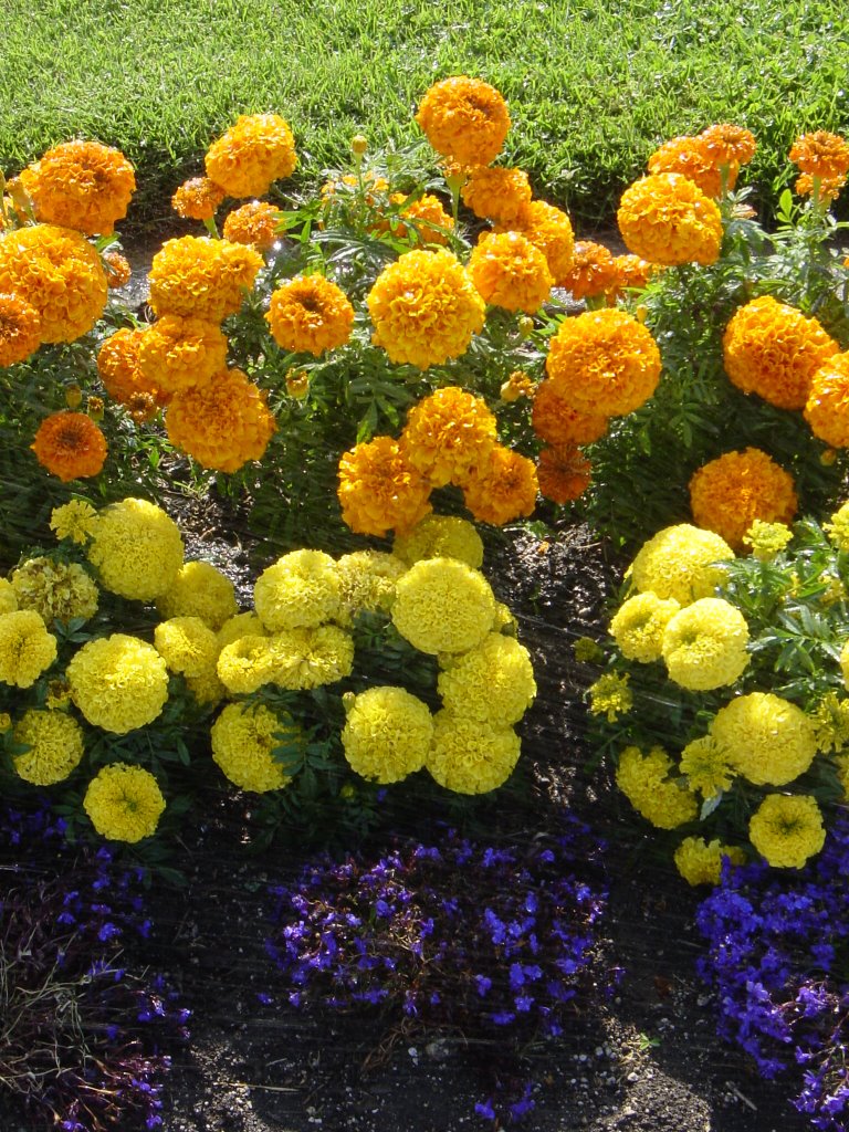 Flowers by Korean Friendship Bell (Long Beach) by ldeano