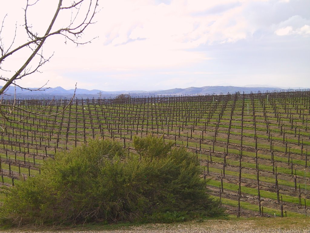 Vinyards of Paso Robles by H.D.Pat