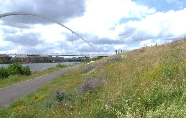 Bank of beautiful wild flowers beside the river Tees, looking towards Infinity Bridge by Taraven