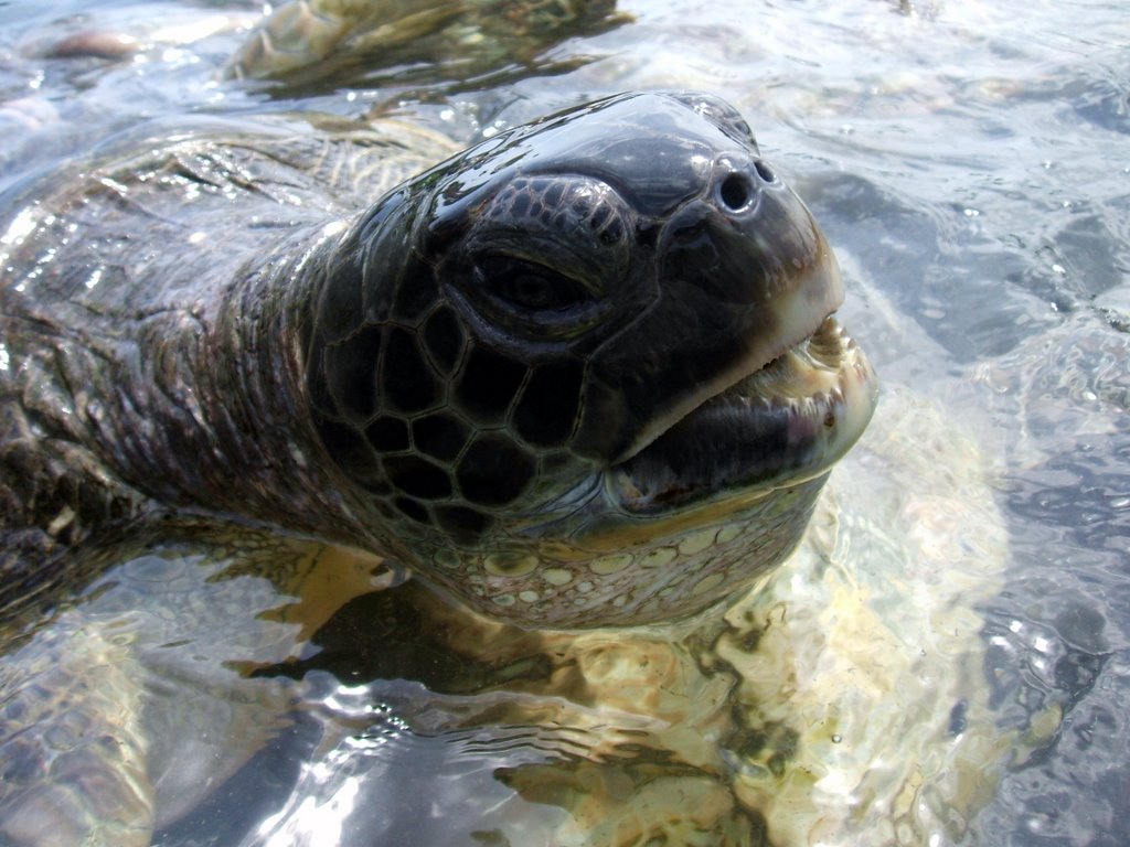 Grand Cayman Turtle Farm by Digits