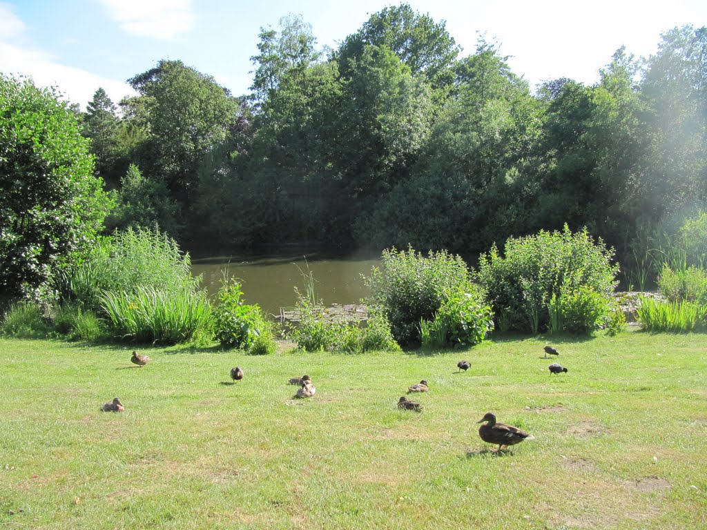 Pond in the garden of Stadspark Schothorst by Willem Nabuurs