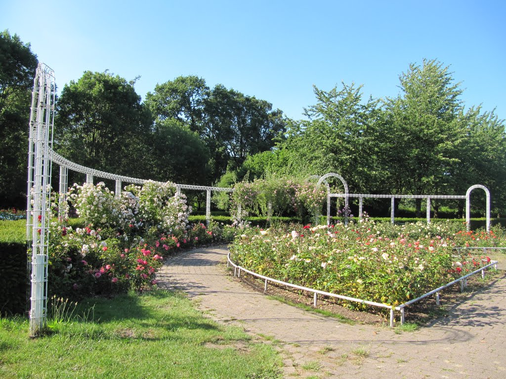 Rose garden in Stadspark Schothorst by Willem Nabuurs