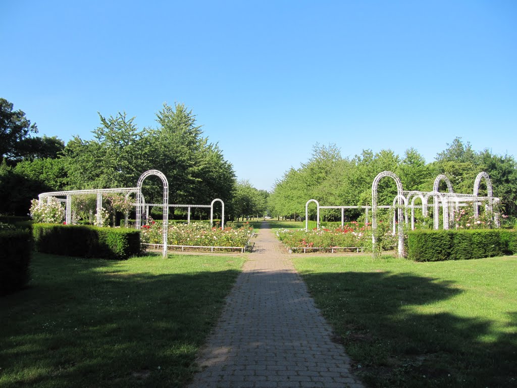 Rose garden in Stadspark Schothorst by Willem Nabuurs