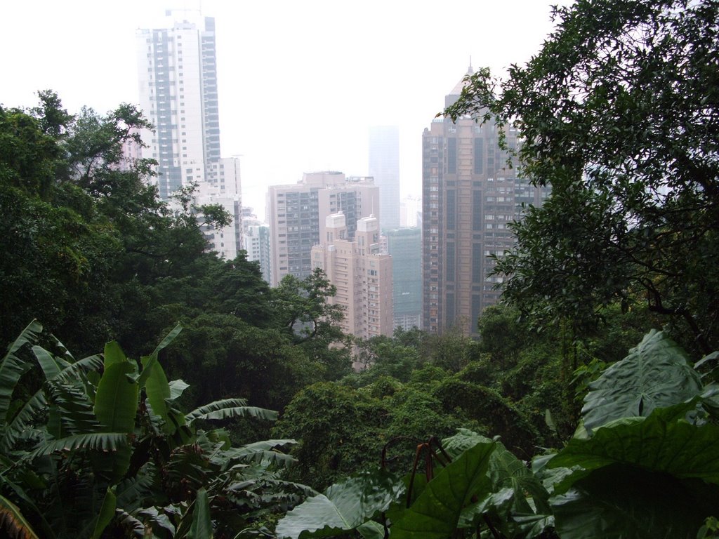 Jungle Meets City, Hong Kong Island by Matthew McDonnell