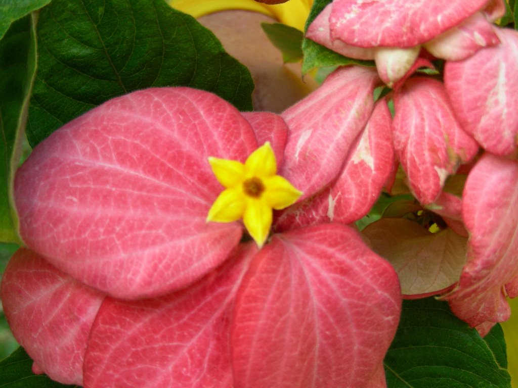 Flowers in Waimea Valley Audubon Park by ldeano