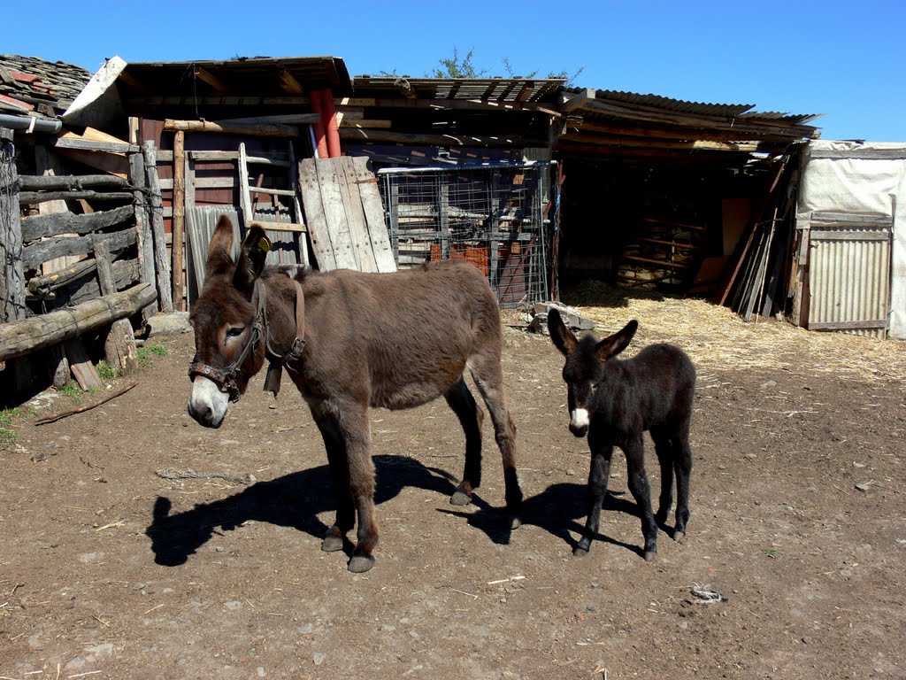 SANTA MARINA (Aldea de Santa Engracia del Jubera). Valle del Jubera. LA RIOJA. 2010. 06. Una burra y su cria. by Carlos Sieiro del Nido