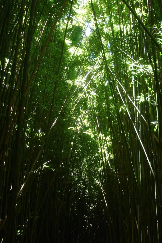 The bamboo forest on hike to falls by ldeano