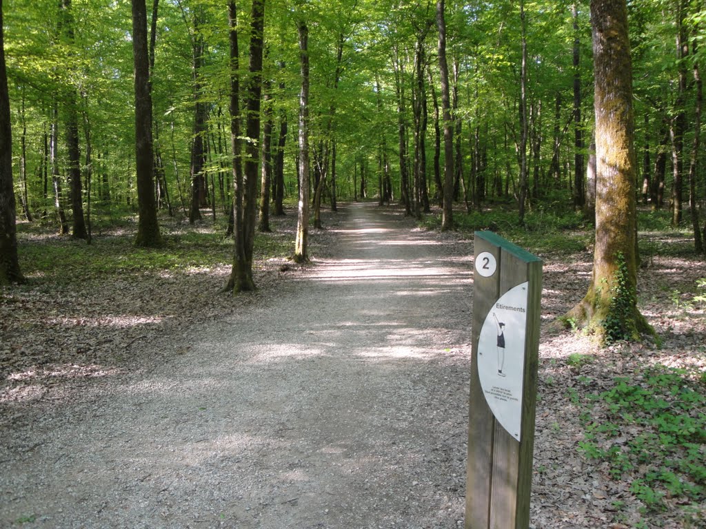 Exercices en forêt by laurent01