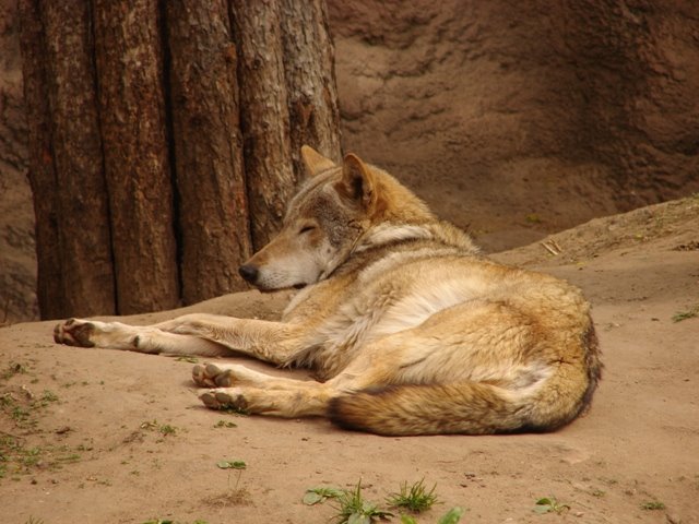 Moscow zoo - wolf by valeriy.vorona