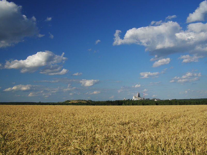 Pola koło Glinian, w tle cementownia Ożarów www.foto-waw.pl by moozg