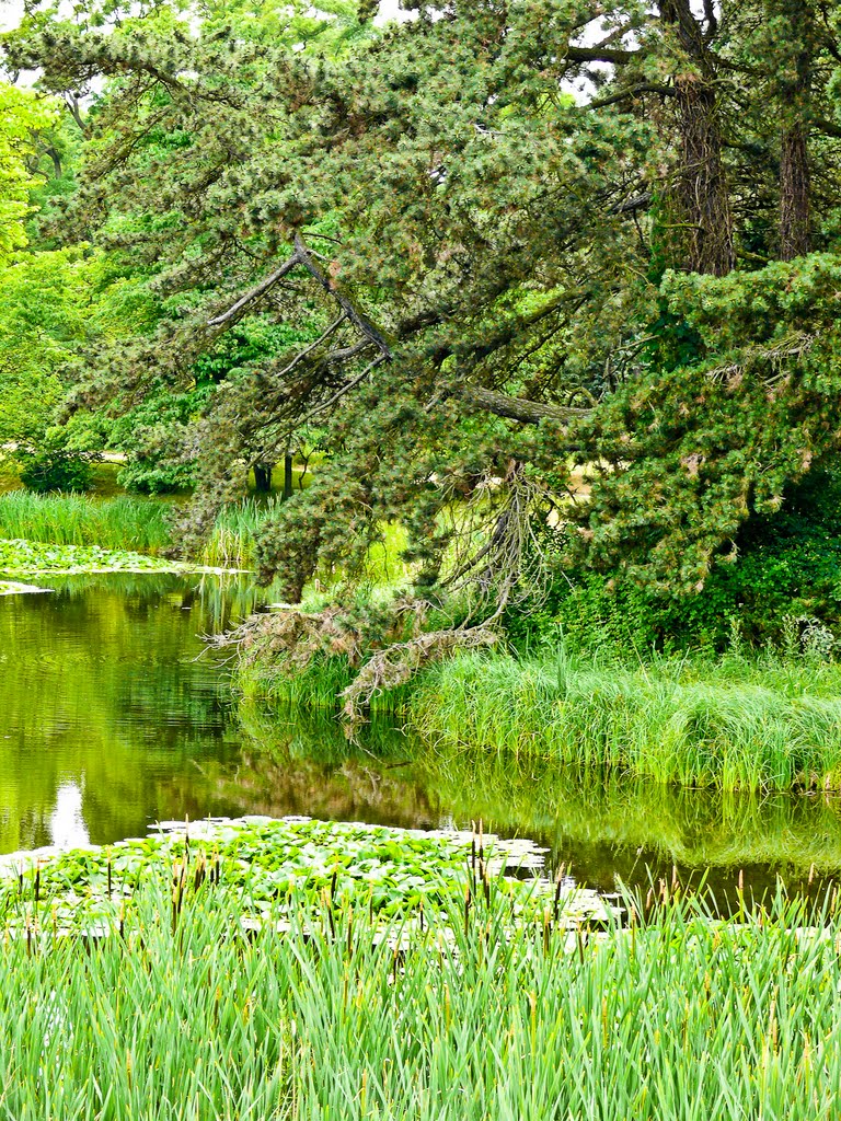 See im Botanischen Garten Berlin by ingerl-a