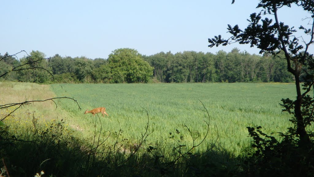 Chevreuil au détour d'un chemin by Eugene68