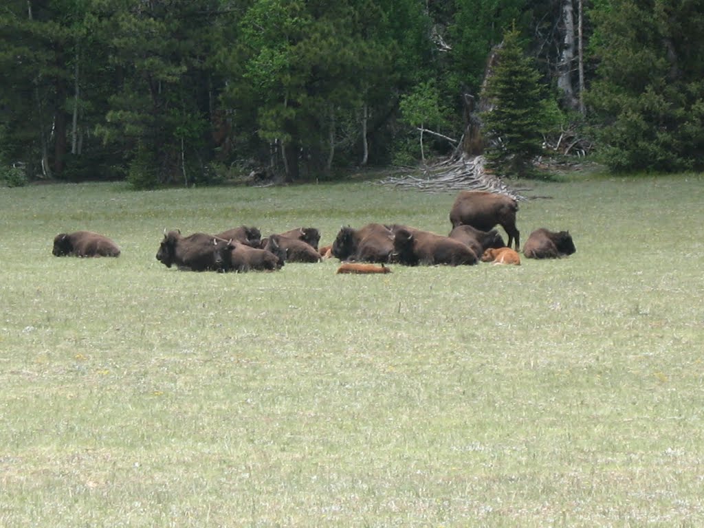 Buffalo at the North Gate of Grand Canyon by irishrose85