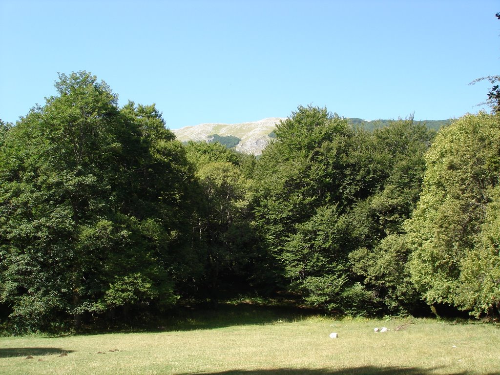 Bosco di sant'antonio by michelenotar