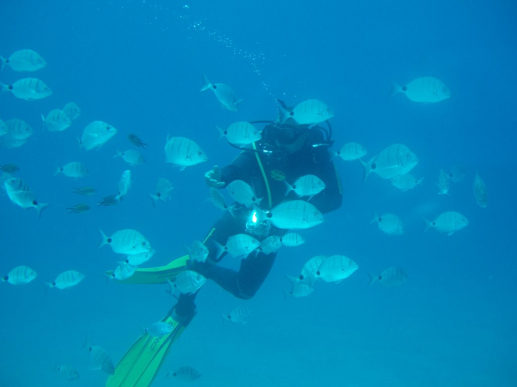 Diver and company, off Morro Jable by eboumans