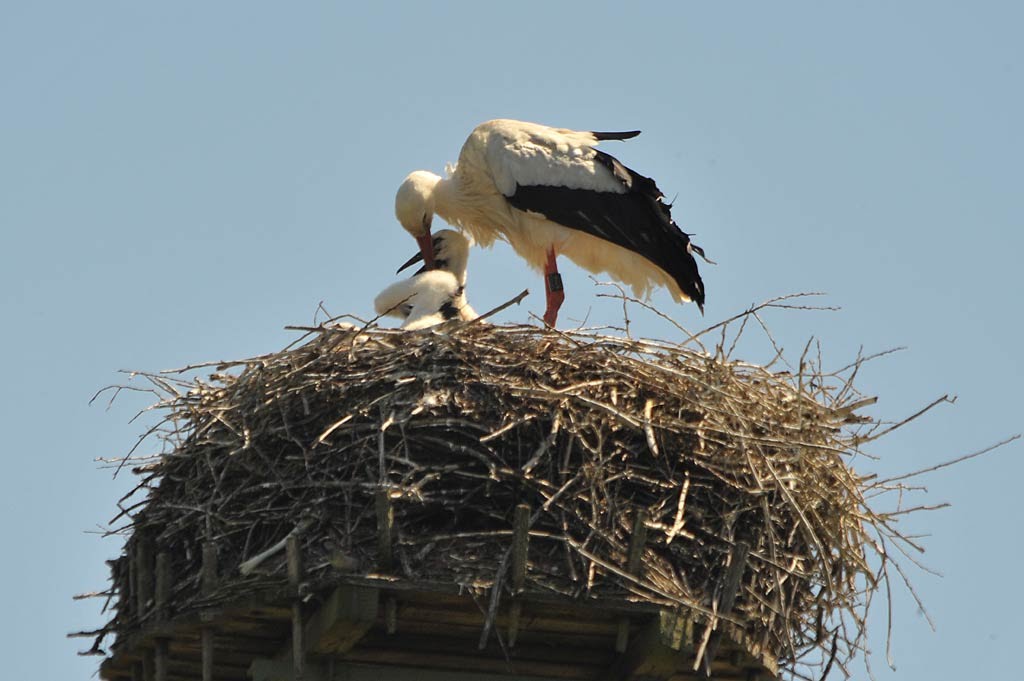 ;-) DEICHHAUSEN: 1+1 = 3 Störche? - JA! / 1+1 = 3 storks? - Yes! • 06-2010 by hartmut.breitling