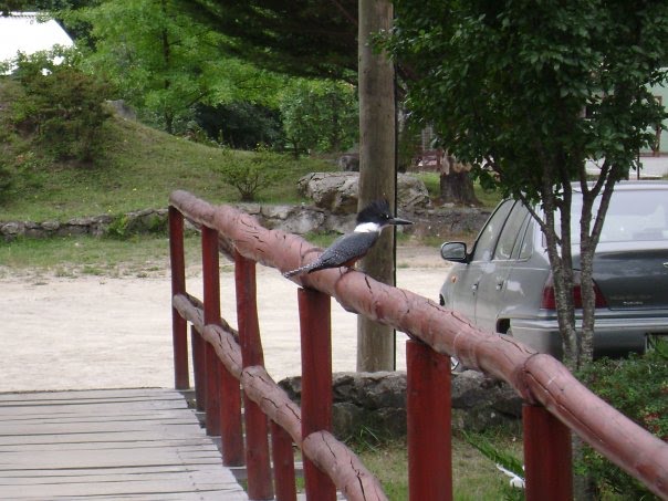 MARTIN EL PESCADOR EN LAS TERMAS by jotaceceo