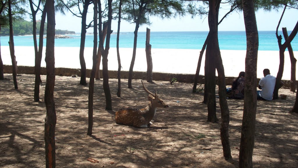 Deer without couple in the beach by yoga79