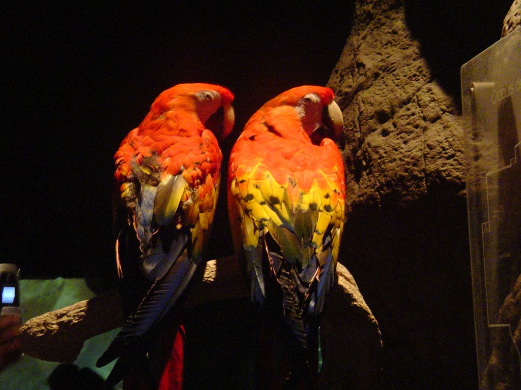 Guacamayas, Acuario, Veracruz by Gabriela Garza Barbo…