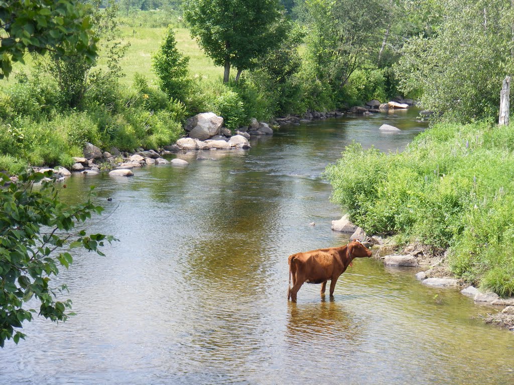 Look-around__Cow in stream by JBTHEMILKER