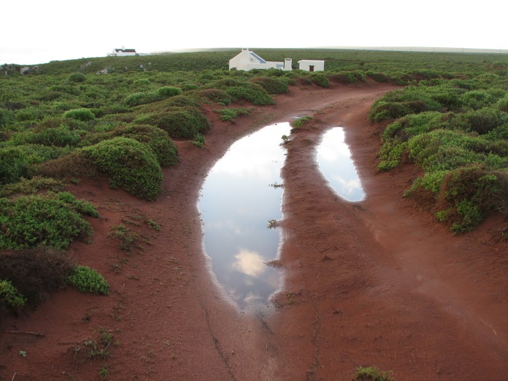 Westcoast veld after winter rainfall by Leo Burger