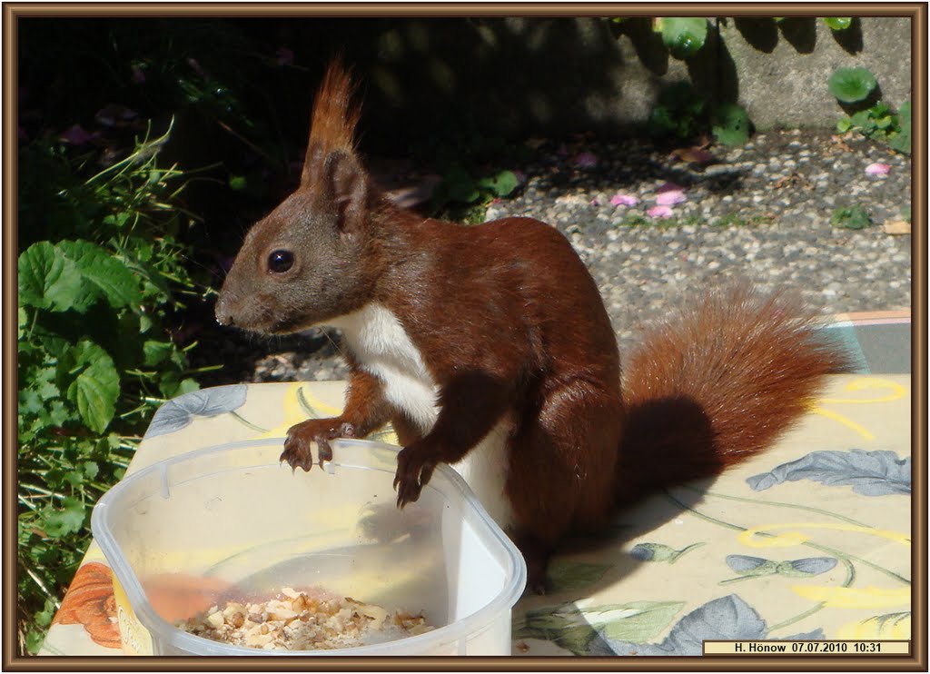 Was will dieser Eindringling hier mit seiner Kamera und stört mich beim essen! by H. Hönow