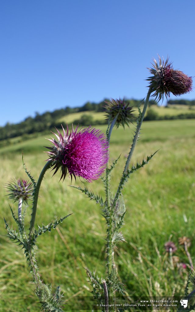 Thistles by thinctanc