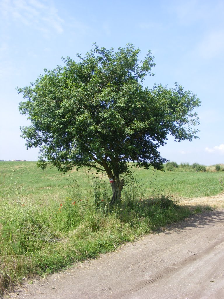 Albero solitario a Veio by larth