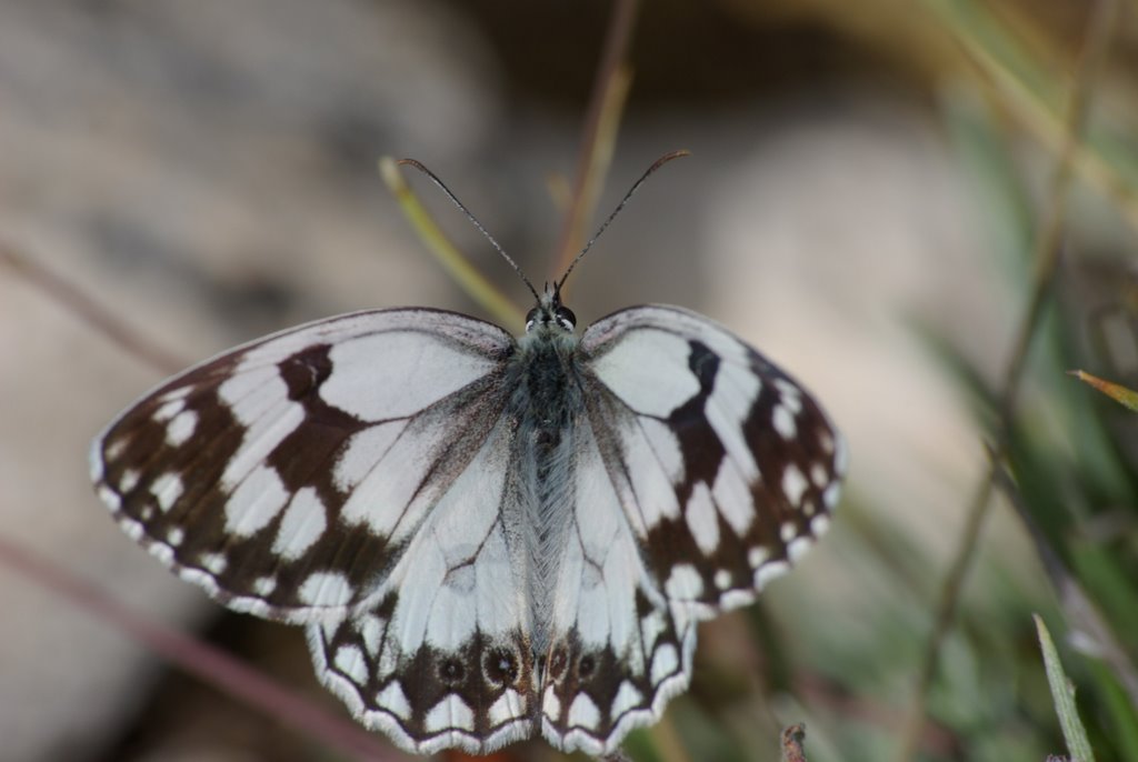 Mariposa en la Sierra de la Yegua by ppblasi