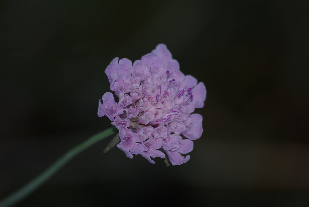 Florecilla en la Sierra de la Yegua by ppblasi