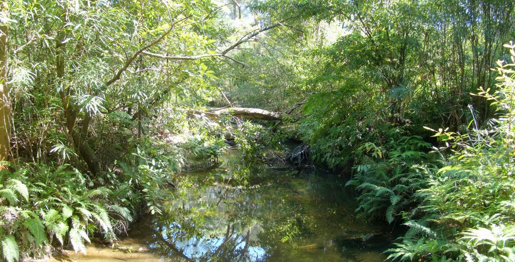 Cawleys Creek looking West by marhleet