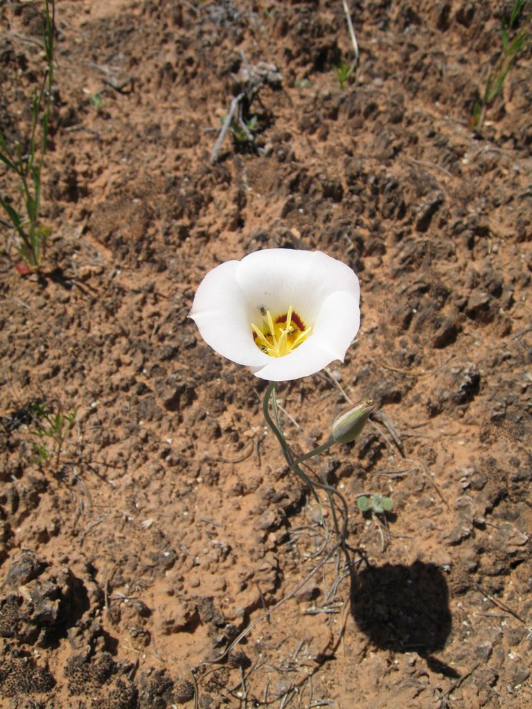 Pothole trail (flower) by al17460