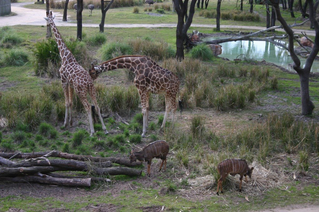 Animal Kingdom Lodge, Florida, USA by drmarcdupuis