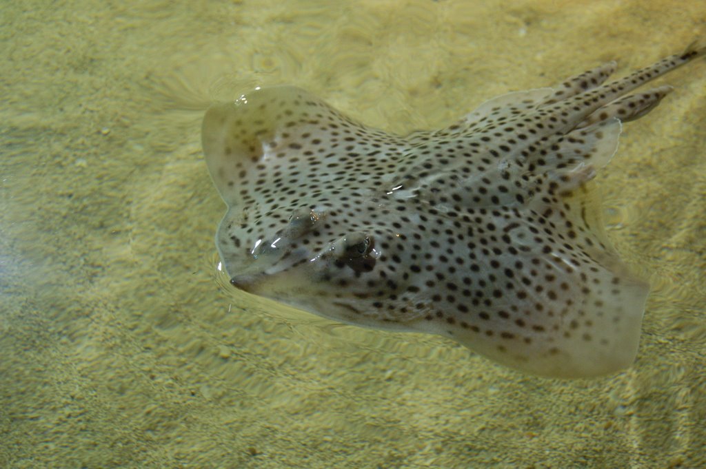 Acuario de Galway by Victor Torres