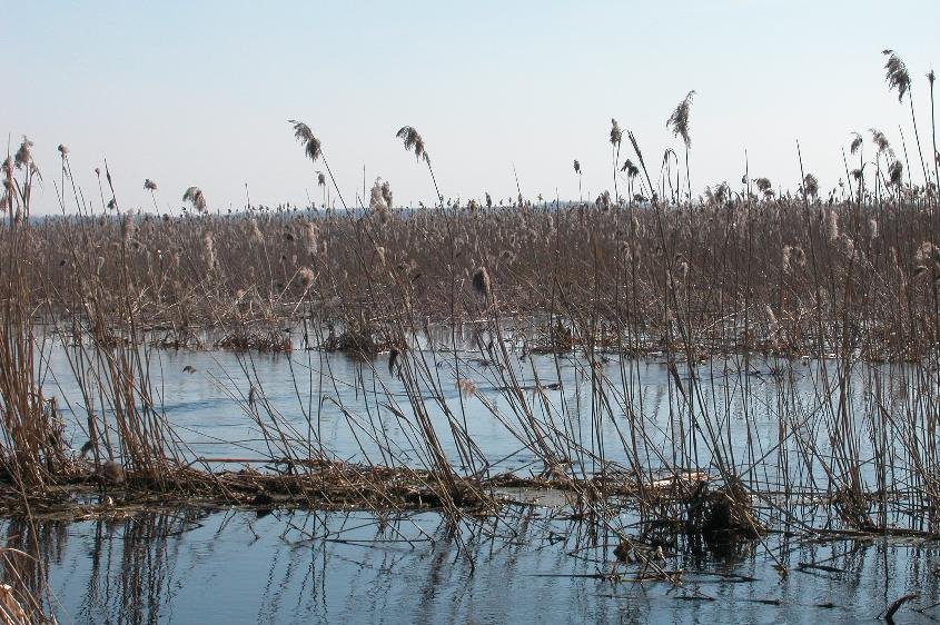 Narew by Ted :)