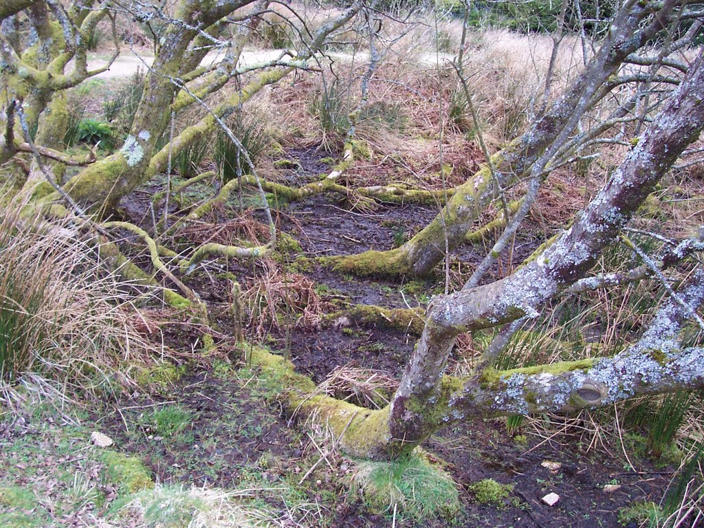 Old tree in the moor by Bolagraphy