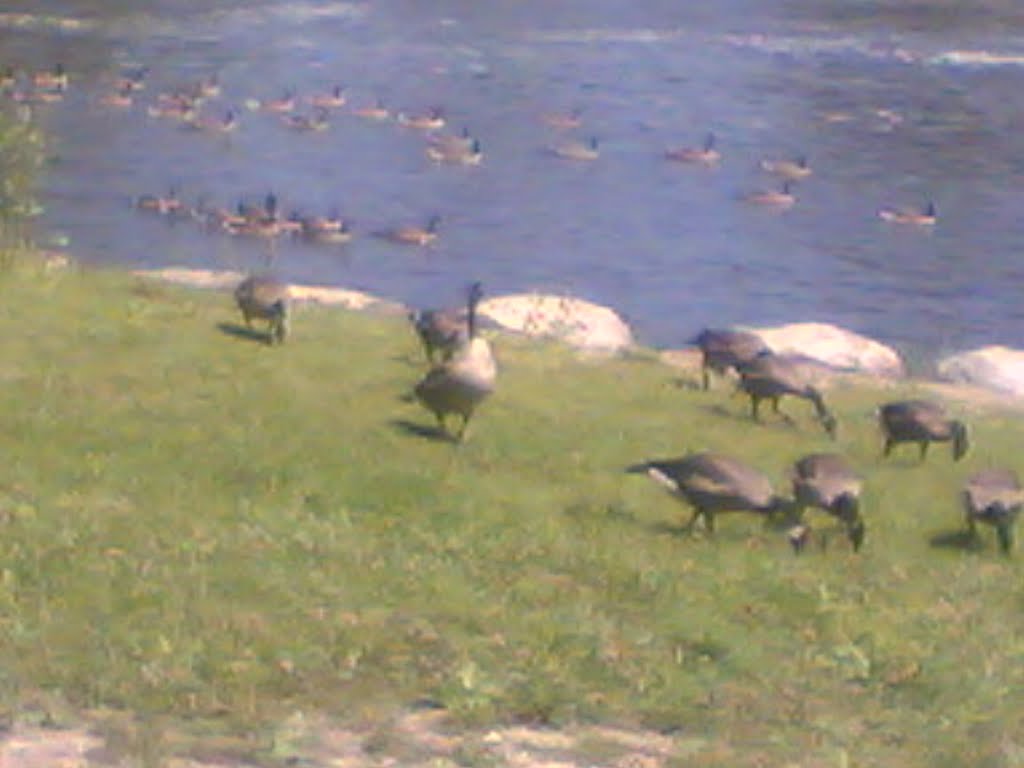 Ducks eating by the river by yafai1829