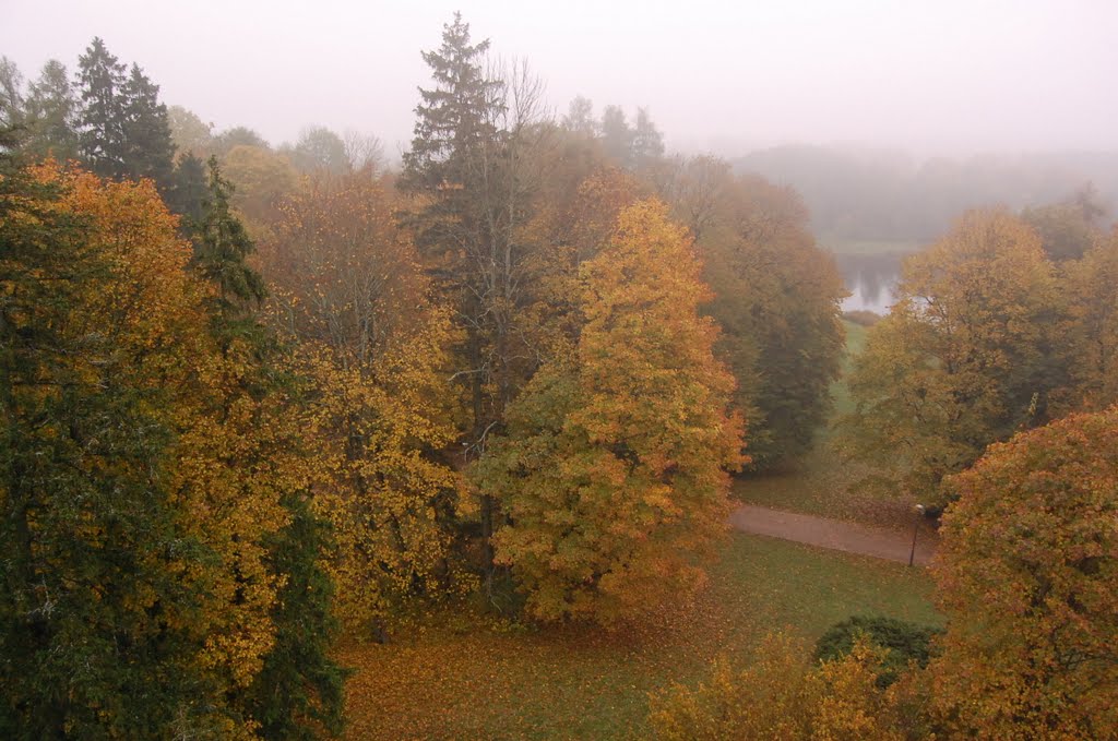 Puszcza Białowieska we mgle / 'Puszcza Białowieska' forest in the fog by cvn i tapir