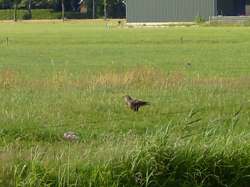 Buizerd by emrijnders