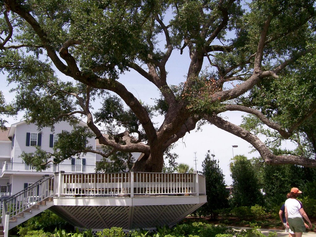 Katrina Monument and nearby live oak by Prof_Plumb