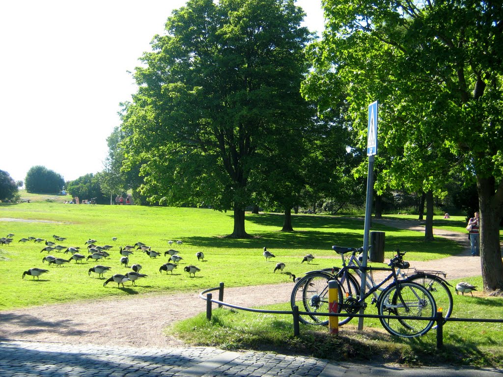 Geese in the Kaivopuisto park by Nadja Zhukova