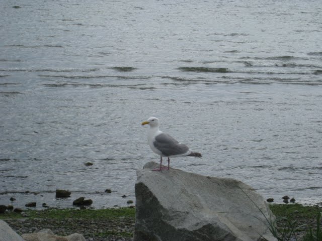 Alone on the beach. by bettyleeboop