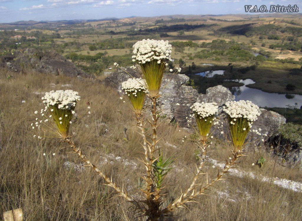 Actinocephalus bongardii (Eriocaulaceae), Serra de São José, Santa Cruz de Minas, MG, Brasil by Vinícius Antonio de Oliveira Dittrich