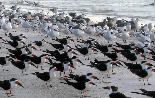 Fort De Soto, Florida -- 12 November 2006 by Damon Klein