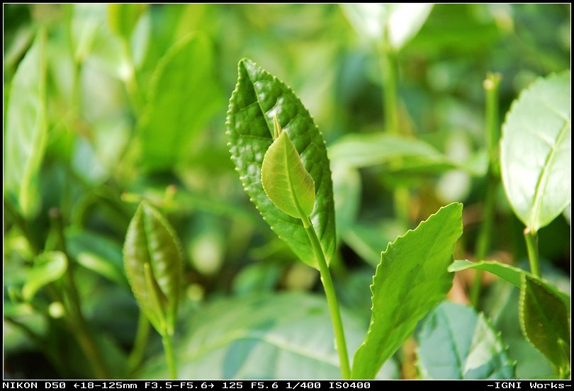 Longjin Green tea by igni