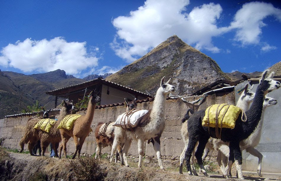 Llamas en Yuracmayo by Agencia de Turismo Perla Tours