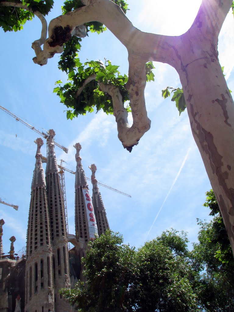 Arbre et Sagrada by Romain11