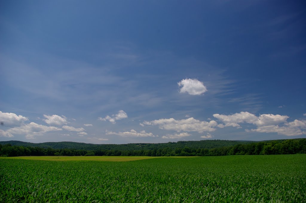 Cornfield in June by AHxJB