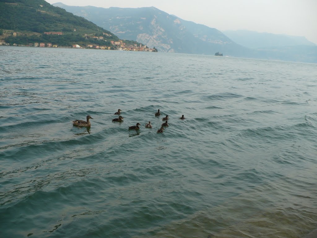 Lago d Ilseo by nuki13