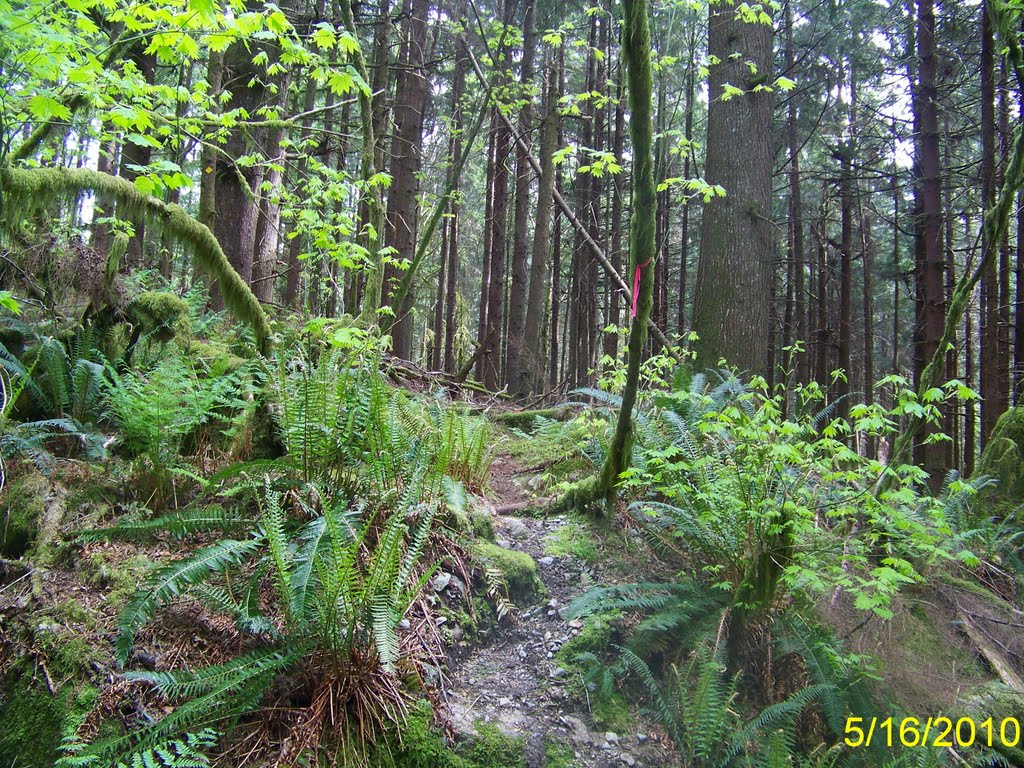 Hydraulic Trail Near the Trailhead by Wester